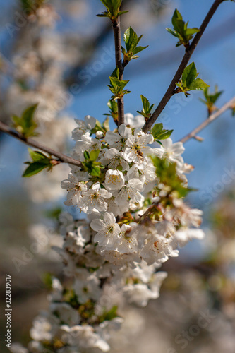 Bird cherry blossoms flowers in spring. Spring blossom flowers of bird cherry tree. Spring bird cherry tree flowers. Bird cherry tree flowers bloom in spring © Igor Syrbu
