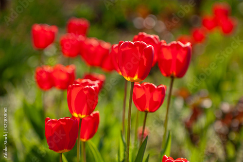 Fototapeta Naklejka Na Ścianę i Meble -  Very beautiful red tulips that grow in my garden.
