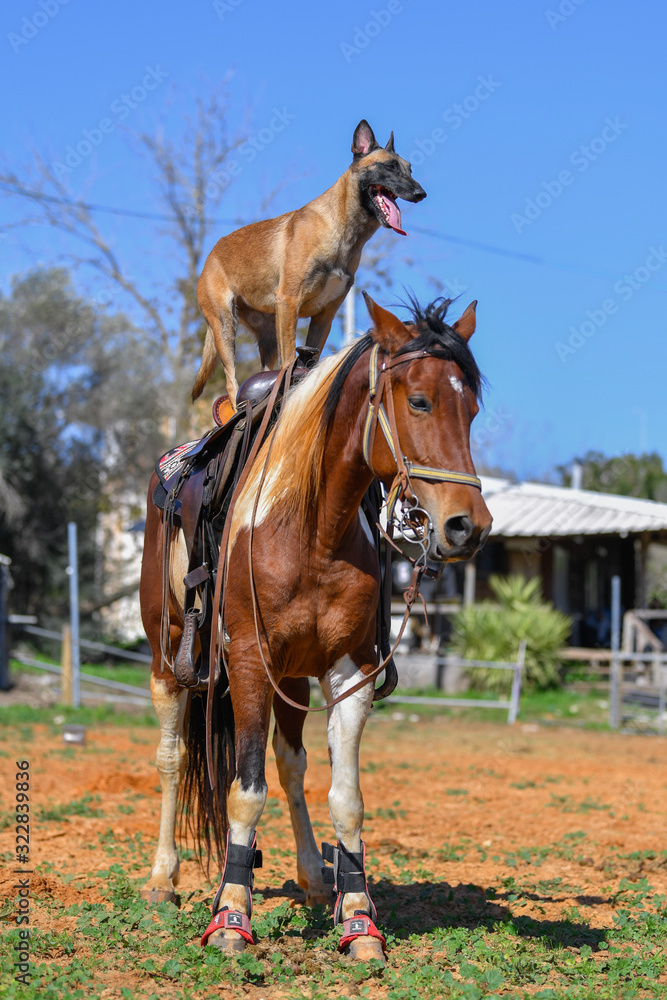 Belgian Shepherd (Malinois) sits on horseback Belgian Shepherd (Malinois) sits on horseback