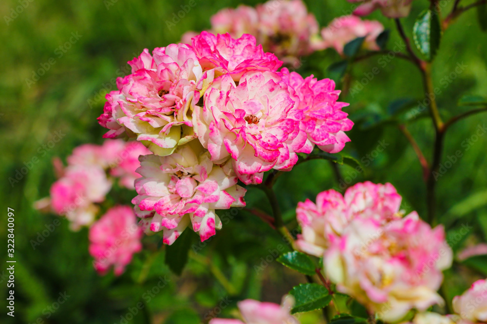 Red rose as a natural and holidays background, nature. Red rose as a natural and holidays background, nature.
