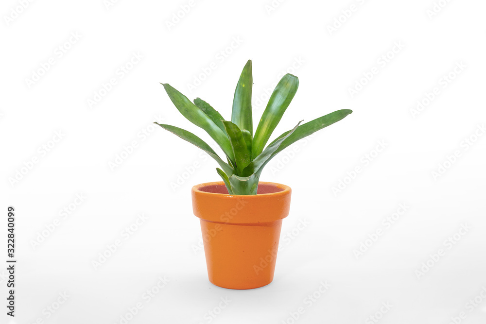 Bromeliad green isolated on white background.