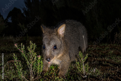  Southwest national park, Tsmania, Australia, March 2019: Tasmanian Pademelon (Thylogale billardierii), endemic species of Tasmania photo