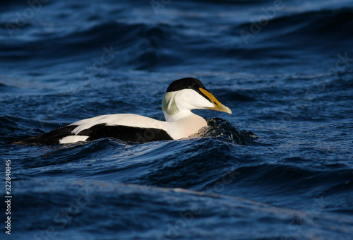 Cuadro en lienzo Eider