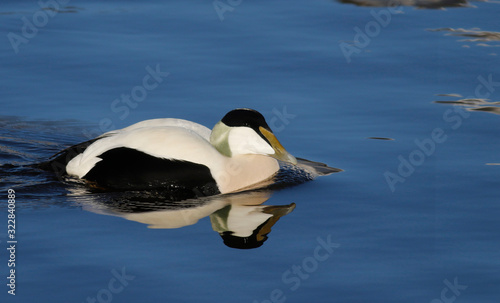 Eider