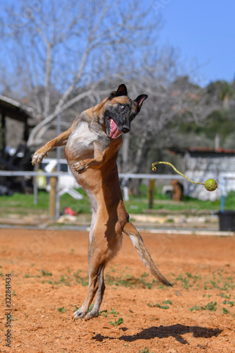 Belgian Malinois runs / jumps on a sand court in a horse farm © PROMA