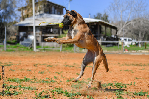 Belgian Malinois runs / jumps on a sand court in a horse farm