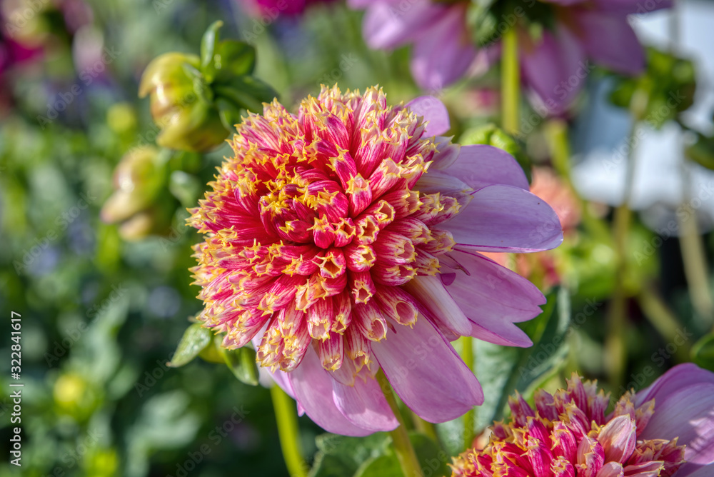 Fototapeta premium Swan Island Dahlias