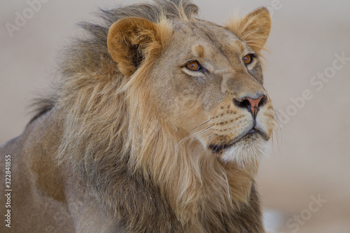 Fototapeta Naklejka Na Ścianę i Meble -  Male lion, lion in the wilderness of Africa