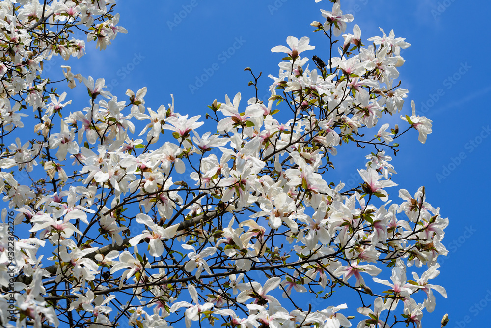 Many delicate white magnolia flowers in full bloom on tree branches towards a clear blue sky, in a garden in a sunny spring day, beautiful outdoor floral background Many delicate white magnolia flowers in full bloom on tree branches towards a clear blue sky, in a garden in a sunny spring day, beautiful outdoor floral background