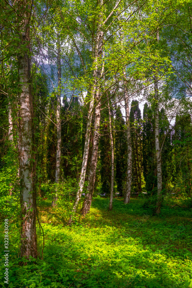 Forest with birch trees and vegetation.. Forest with birch trees and vegetation..