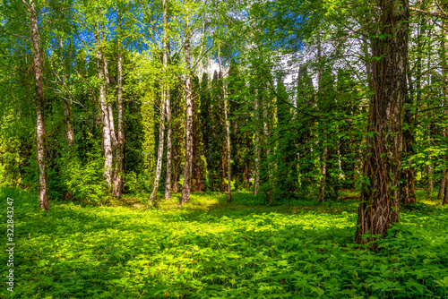 Forest with birch trees and vegetation..