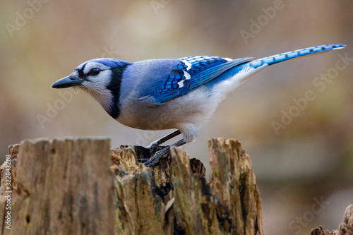 Colourful and Majestic Blue and White Bluejay Perched on a Tree Stump photo