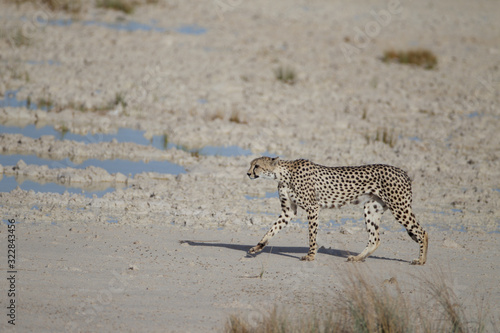 Cheetah, in the wilderness of Africa