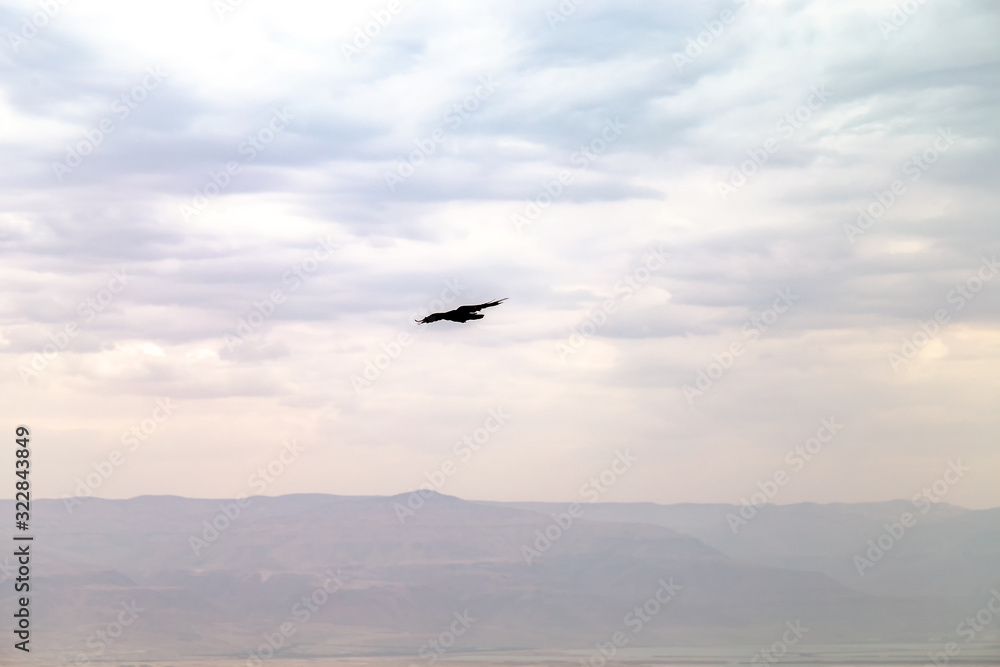 Bird flying in the air, Judaean Desert, Israel Bird flying in the air, Judaean Desert, Israel
