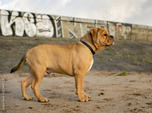 Continentalbulldogge © AnnKristin