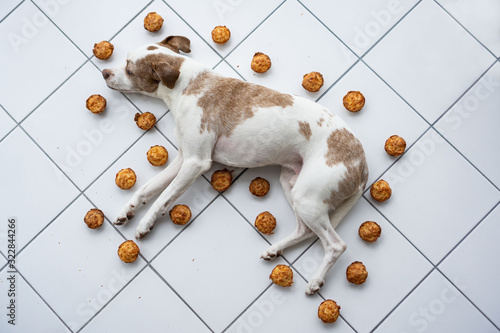 Impulskontrolle beim Hund