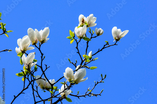 Many delicate white magnolia flowers in full bloom on tree branches towards clear blue sky  in a garden in a sunny spring day  beautiful outdoor floral background