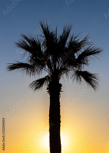 Silhouette of one palm tree at sunrise. The sun is hidden behind the trunk.