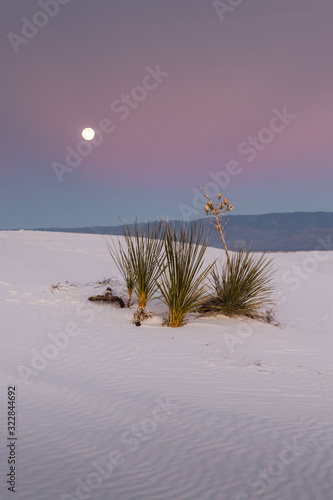 Yucca plants at White Sands National Park during a full moon at sunset. 