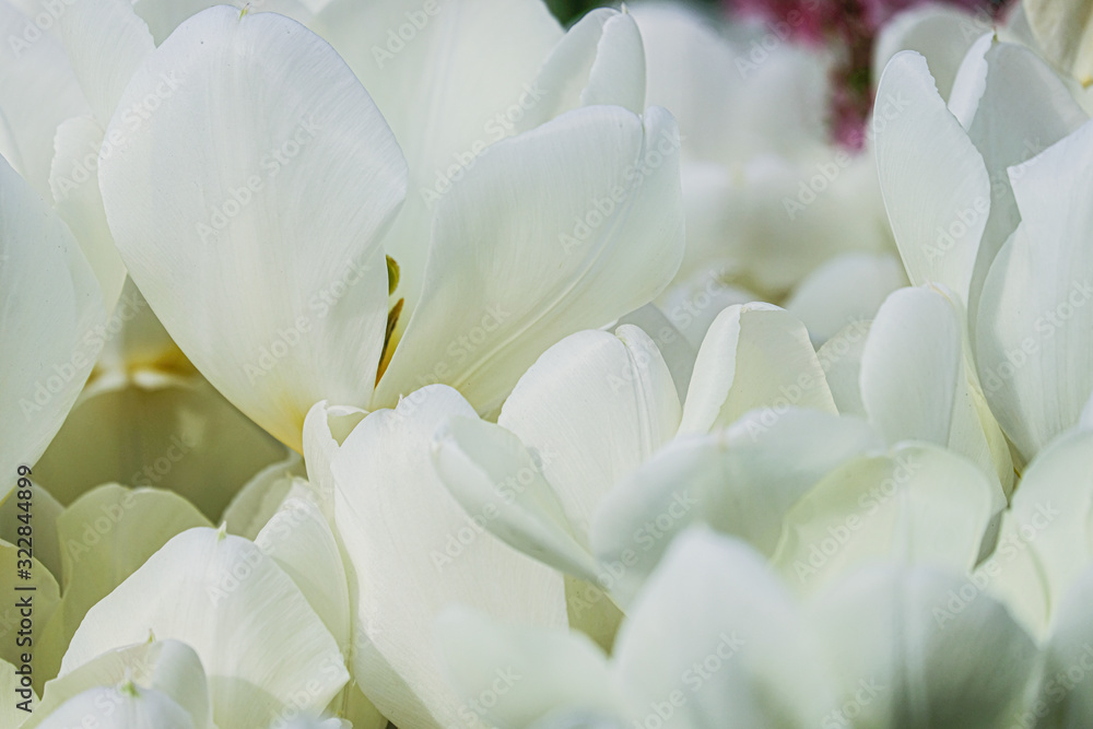 Beautiful white tulips flowerbed close-up. Floral background. Summer garden landscape design.
