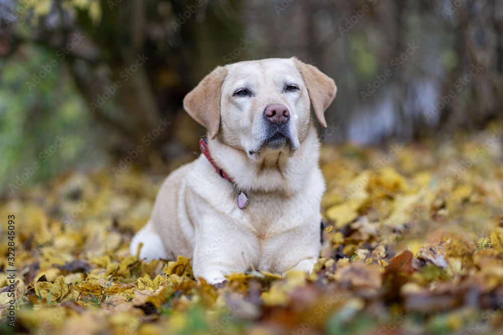 Labrador Herbst