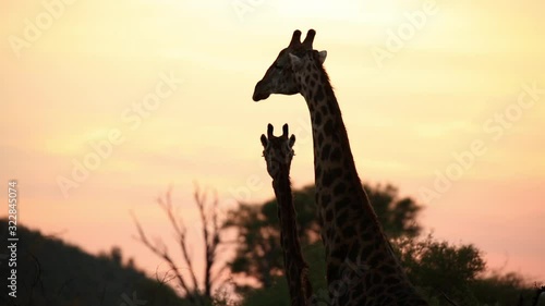 Silhoutted Giraffes in Madikwe Game Reserve South Africa