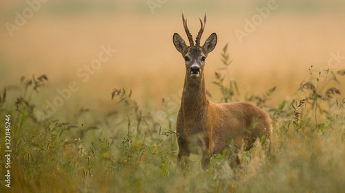 Photos Roebuck - buck (Capreolus capreolus) Roe deer - goat
