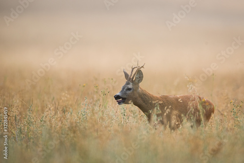 Roebuck - buck  Capreolus capreolus  Roe deer - goat