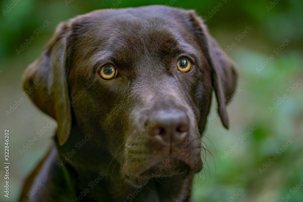 Labrador Labrador