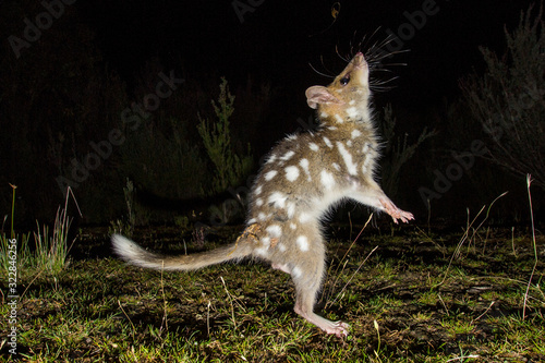 Southwest national park, Tsmania, Australia, March 2019: Eastern Quoll (Dasyurus viverrinus), endemic species of Tasmania photo