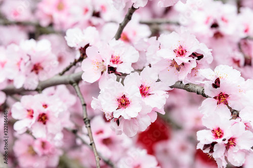 Close up of a branch with pink apricot tree flowers in full bloom with blurred background in a garden in a sunny spring day, beautiful outdoor floral background