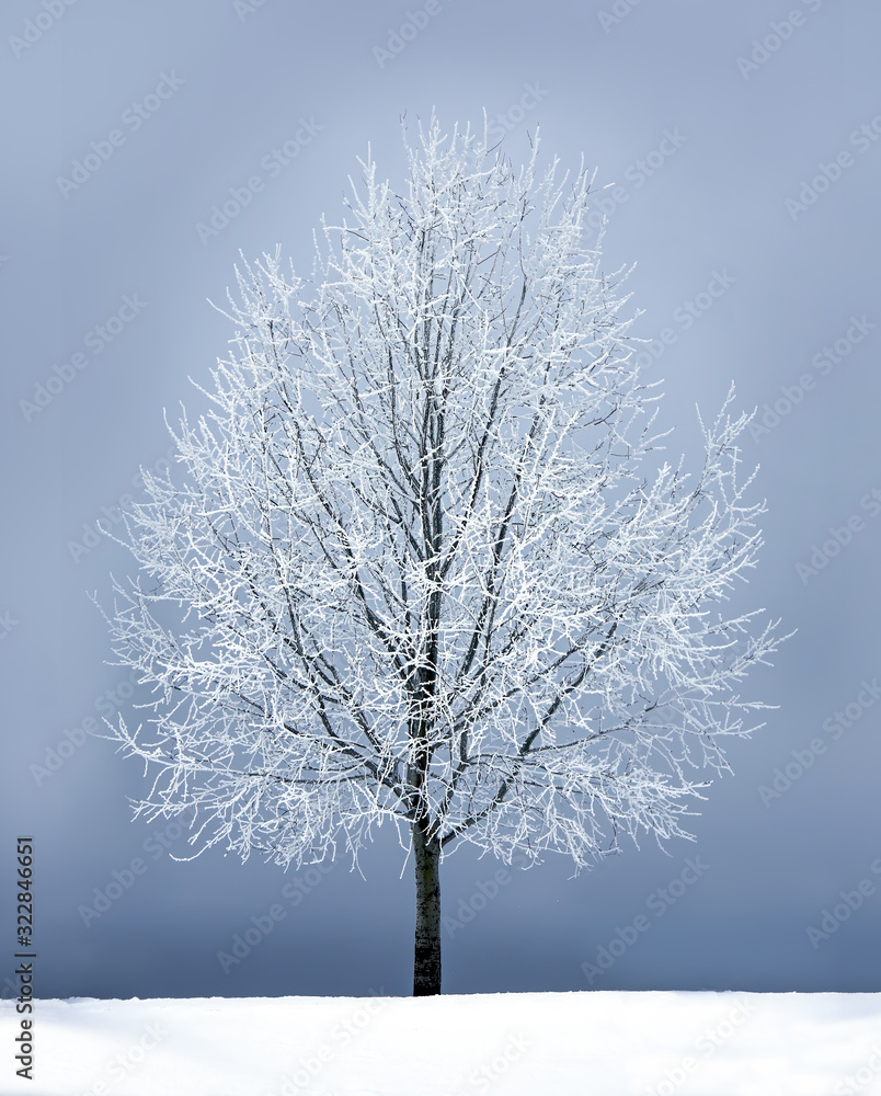Fototapeta premium Frozen tree in winter landscape.