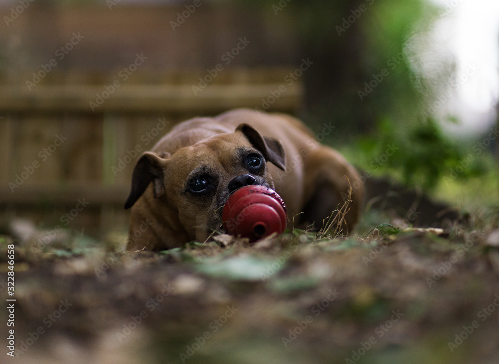 Hund mit Spielzeug Stock Photo | Adobe Stock