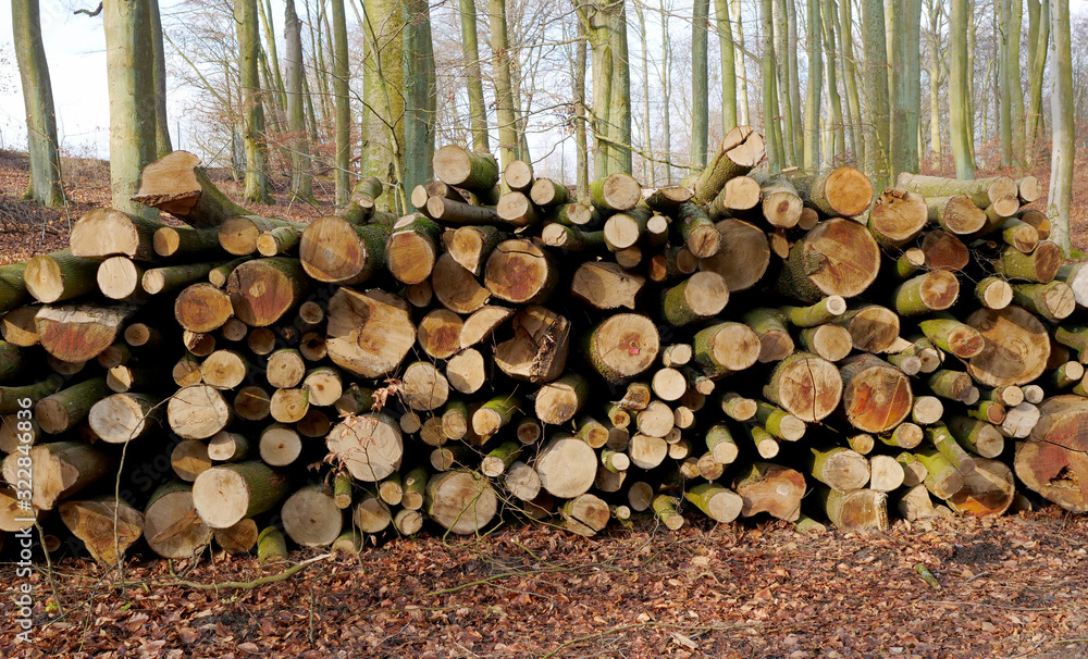 Pile of logs. Forest felling. Deforestation