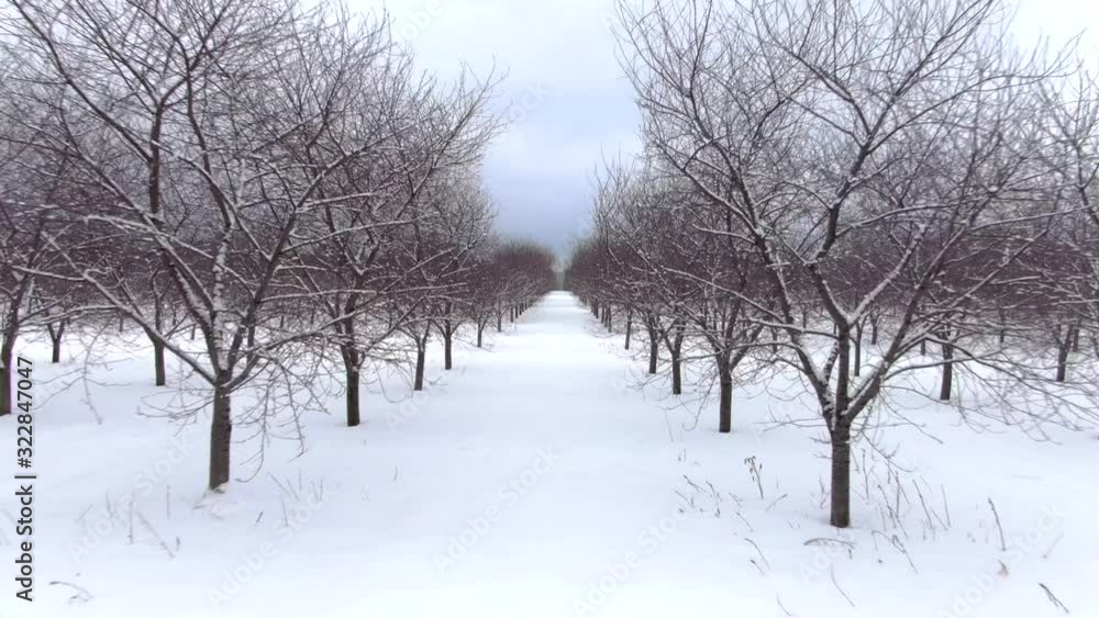 Snow covered trees casting long shadows in Winter orchard, scenic aerial drone fly through. Snow covered trees casting long shadows in Winter orchard, scenic aerial drone fly through.