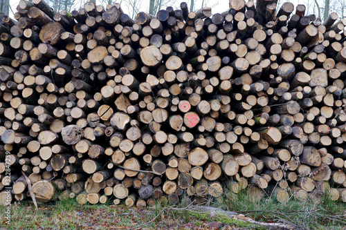 Forest felling. Heap of logs. Logging industry.