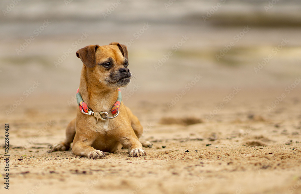 Obraz premium Mops Chihuahua