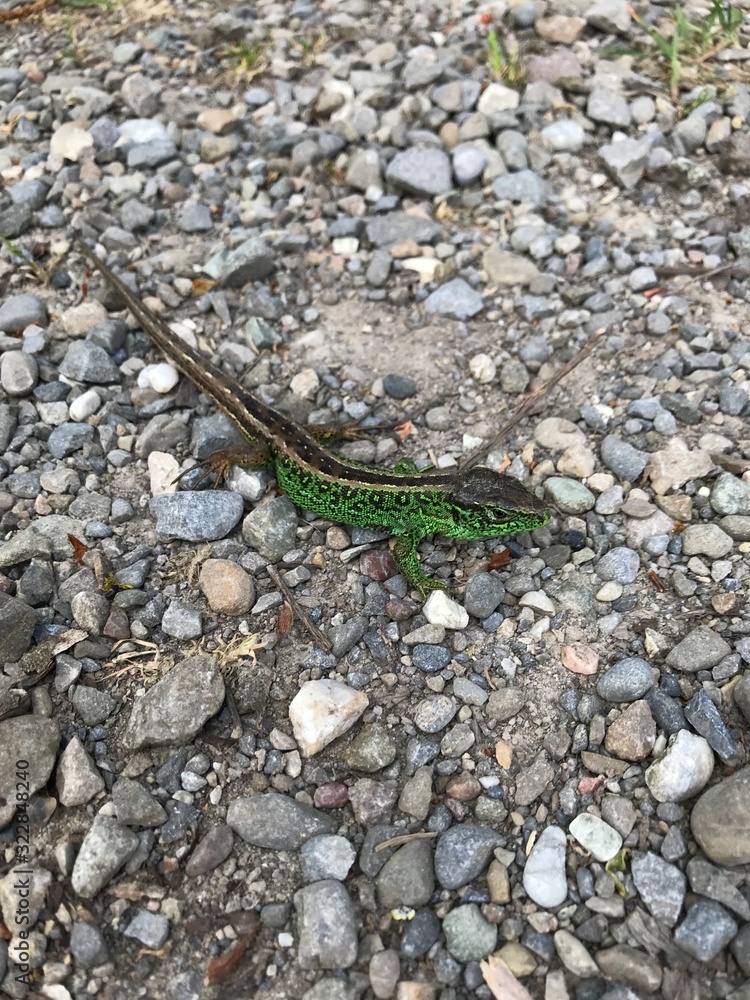 lizard on rock lizard on rock