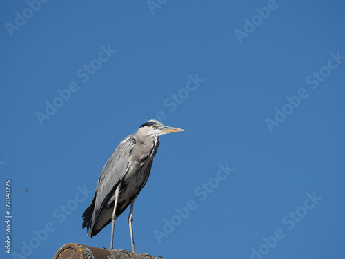 stork on a background of blue sky