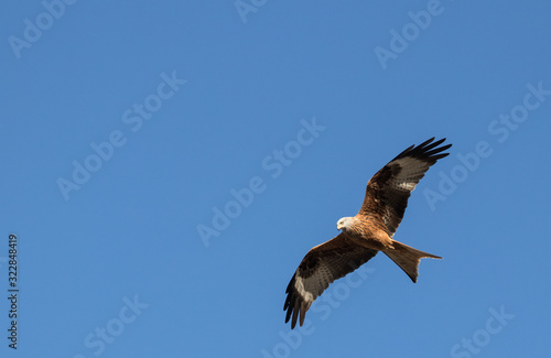 osprey in flight