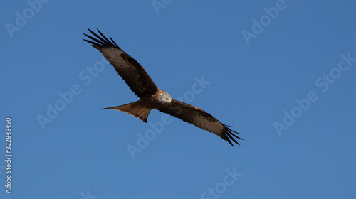 osprey in flight