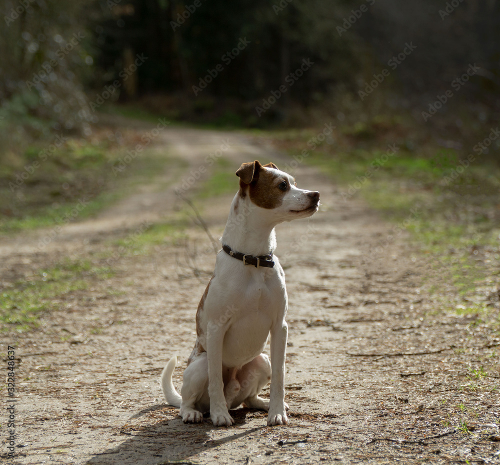 Danskl Svensk Gardhund