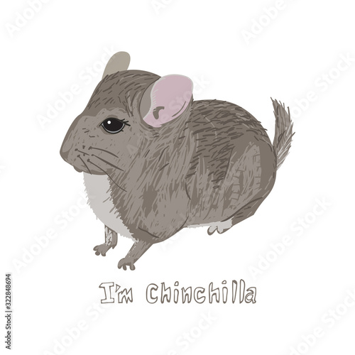 Drawn chinchilla with text I am chinchilla. Childish tee shirt design.