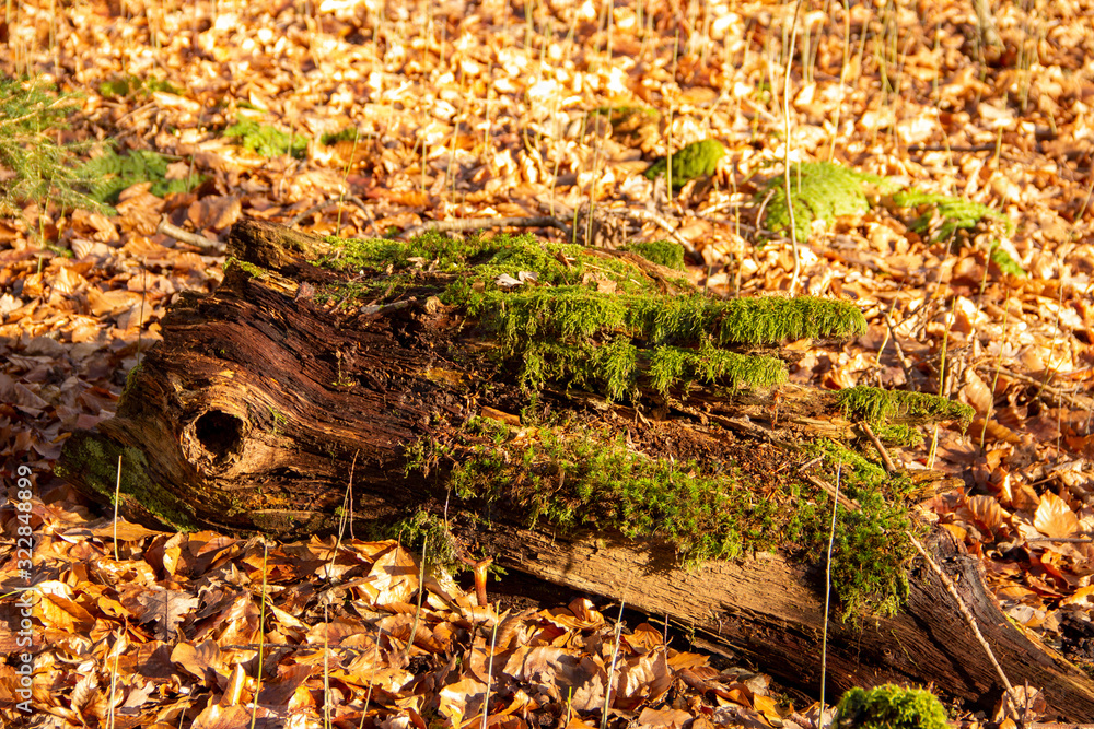 A rotted branch with moss cover and autumn leaves A rotted branch with moss cover and autumn leaves