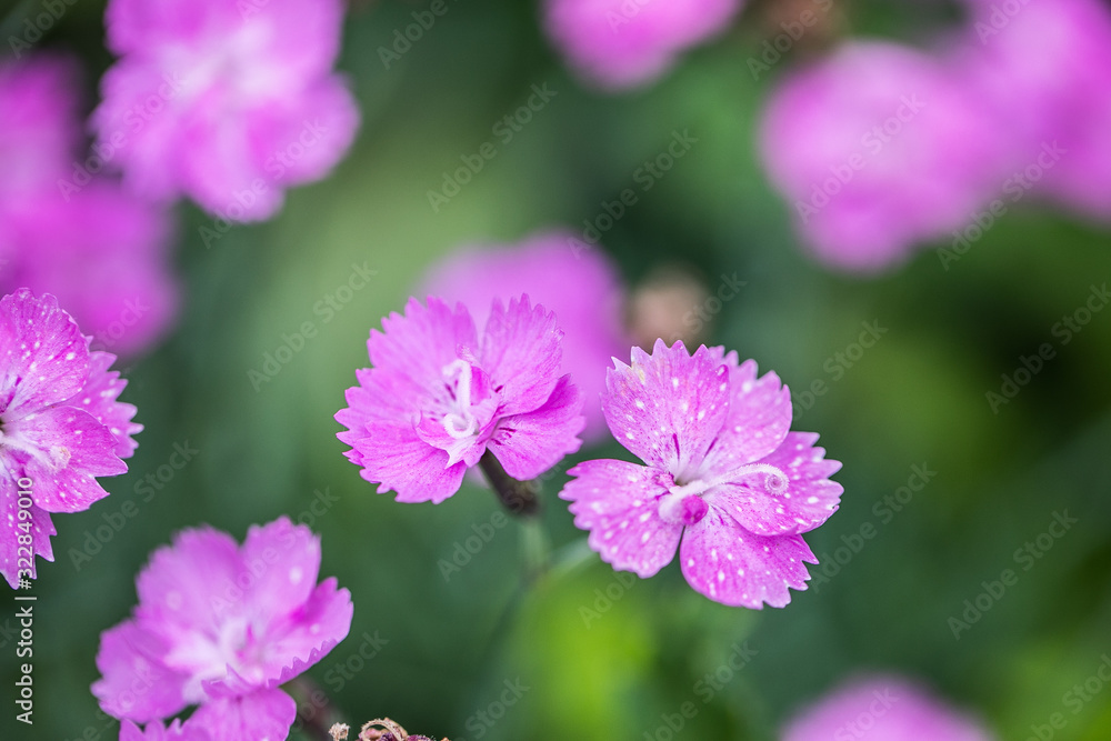 Fototapeta premium Gilliflower pink flower nature beauty