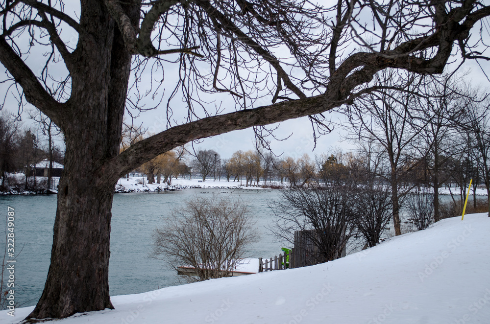 Fototapeta premium winter in the park