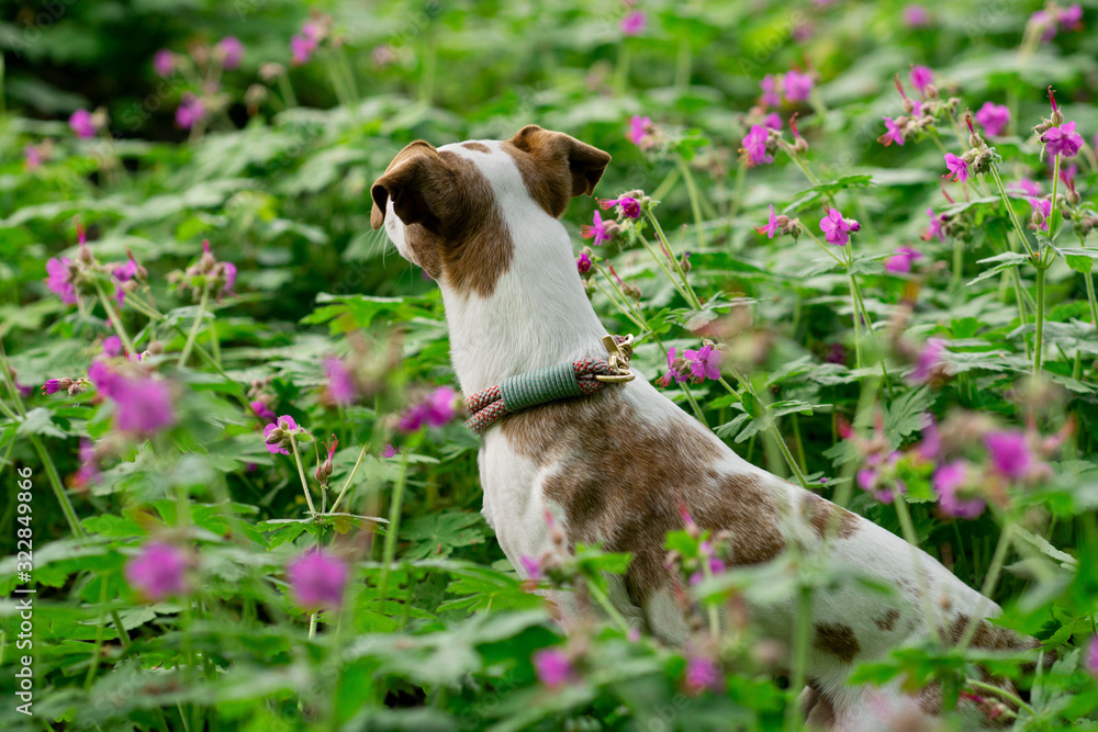 Kleiner Hund in Blumen