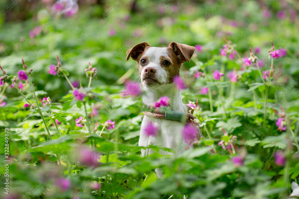 Kleiner Hund in Blumen