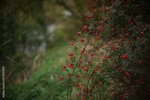 Rosehip bush with red berries grow on the river shore, closeup view. photo