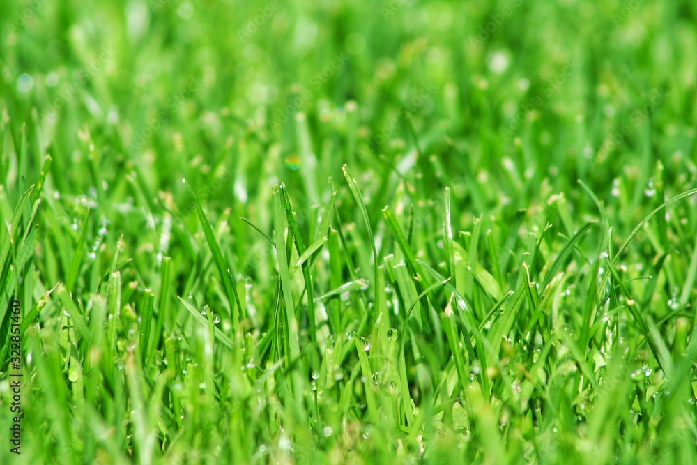 closeup green grass natural background texture. Lawn for the background. closeup green grass natural background texture. Lawn for the background.